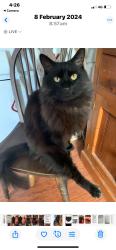 Reunited Male Cat last seen Roseneath and Yambla St, Clifton Hill, VIC 3068