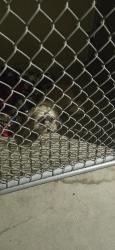 Found/Stray Unknown Dog last seen Found in animal services, Salinas, CA 93908