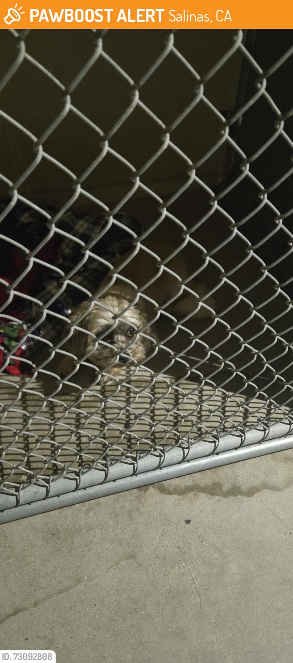 Found/Stray Unknown Dog last seen Found in animal services, Salinas, CA 93908