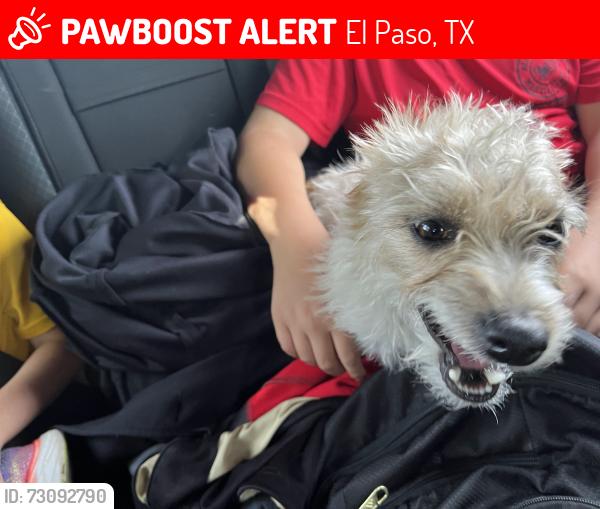 Lost Female Dog last seen Rich Beem and Rainbow Point, El Paso, TX 79938