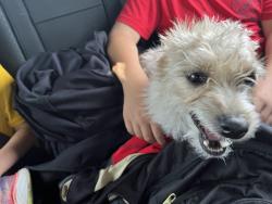 Lost Female Dog last seen Rich Beem and Rainbow Point, El Paso, TX 79938