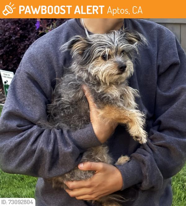 Found/Stray Unknown Dog last seen clbh, Aptos, CA 95003