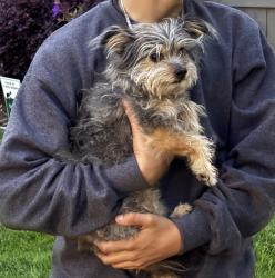 Found/Stray Unknown Dog last seen clbh, Aptos, CA 95003