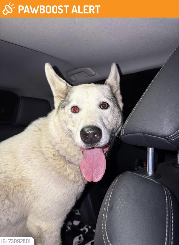 Found/Stray Female Dog last seen Near freeway, San Diego County, CA 91977