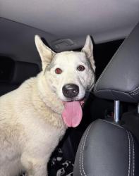 Found/Stray Female Dog last seen Near freeway, San Diego County, CA 91977