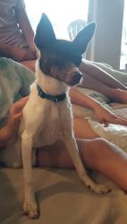 Lost Female Dog last seen Grassbur area, Bryan, TX 77808