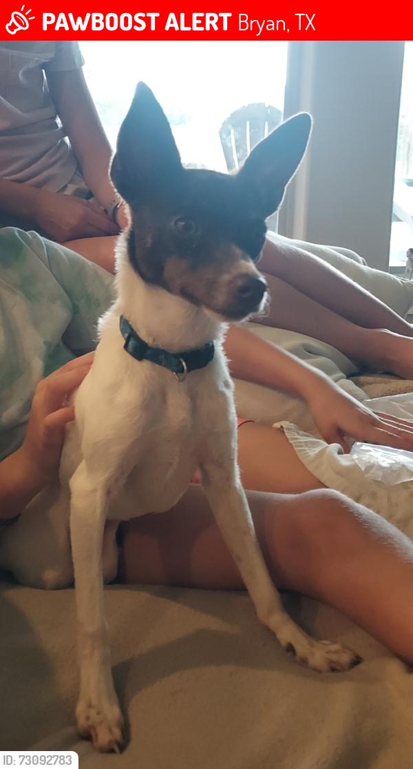 Lost Female Dog last seen Grassbur area, Bryan, TX 77808