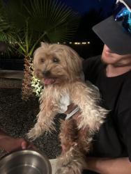 Found/Stray Unknown Dog last seen Concord blvd and Margo ave, Concord, CA 94521