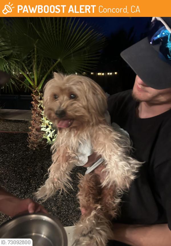 Found/Stray Unknown Dog last seen Concord blvd and Margo ave, Concord, CA 94521