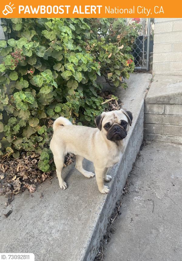 Found/Stray Male Dog last seen lincoln acres coubty park, National City, CA 91950