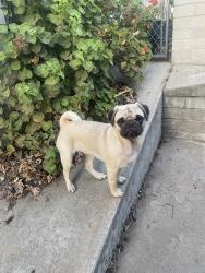 Found/Stray Male Dog last seen lincoln acres coubty park, National City, CA 91950