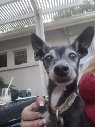 Found/Stray Male Dog last seen Yuba city, Yuba City, CA 95901