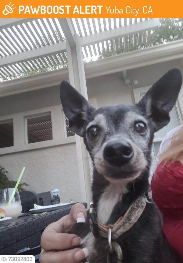 Found/Stray Male Dog last seen Yuba city, Yuba City, CA 95901