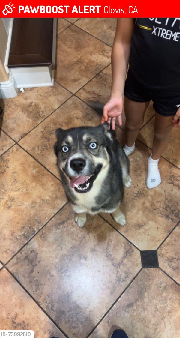Lost Male Dog last seen Ashlan and highland by Clovis east, Clovis, CA 93619
