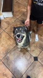 Lost Male Dog last seen Ashlan and highland by Clovis east, Clovis, CA 93619