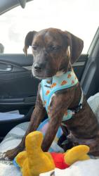 Lost Male Dog last seen Franjo rd and 186st, Cutler Bay, FL 33157