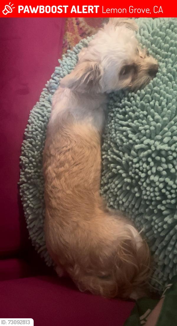 Found/Stray Female Dog last seen Massachusetts Avenue, Lemon Grove, CA 91945