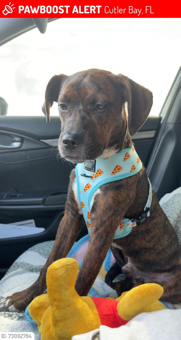 Lost Male Dog last seen Franjo rd and 186st, Cutler Bay, FL 33157