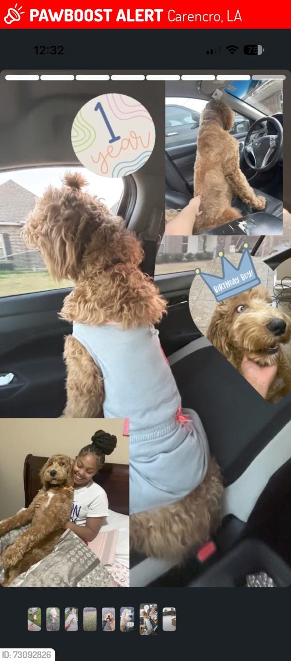 Lost Male Dog last seen moss street going towards carencro area, Carencro, LA 70507