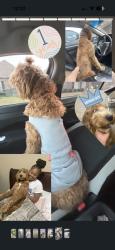 Lost Male Dog last seen moss street going towards carencro area, Carencro, LA 70507