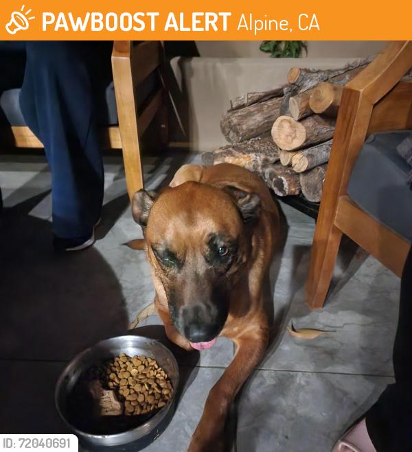 Found/Stray Unknown Dog last seen Alpine blvd and viejas creek trail, Alpine, CA 91901