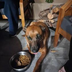 Found/Stray Unknown Dog last seen Alpine blvd and viejas creek trail, Alpine, CA 91901