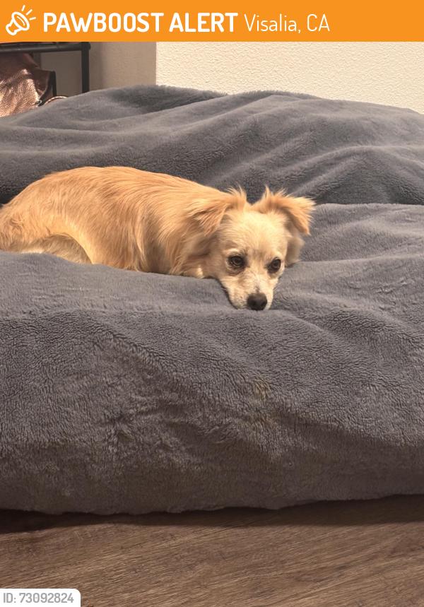 Found/Stray Female Dog last seen By the apmt buildings, Visalia, CA 93291