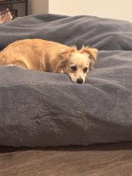 Found/Stray Female Dog last seen By the apmt buildings, Visalia, CA 93291
