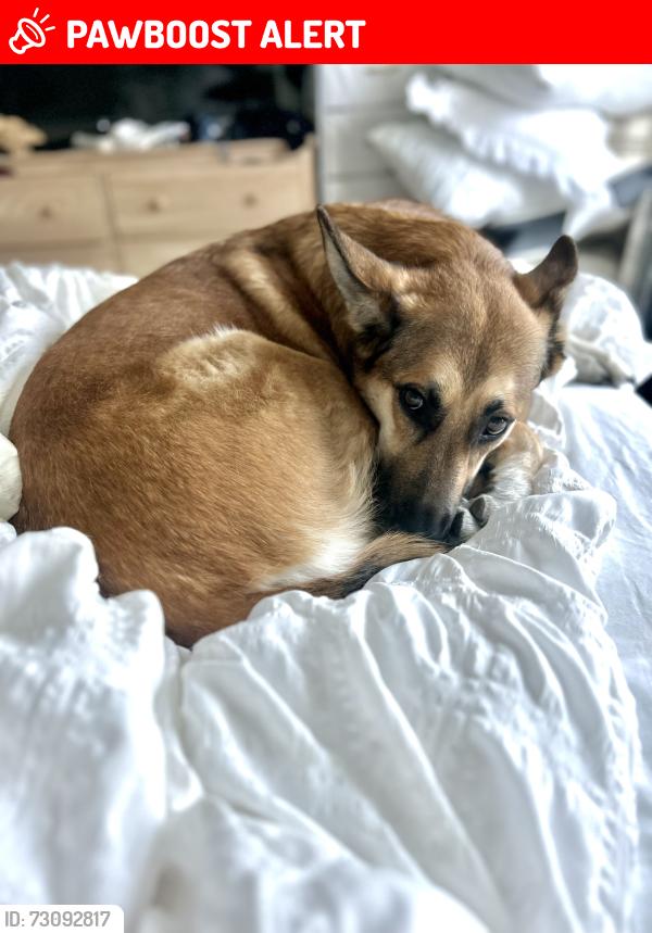 Lost Female Dog last seen Volmer & marksheffel rd, Colorado Springs, CO 80908