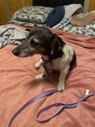 Found/Stray Male Dog last seen Tin top hwy and fm 4 at Gmart, Hood County, TX 76048