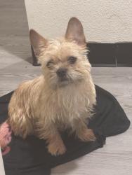 Lost Female Dog last seen Near Swiss Ave, Nashville, TN 37211