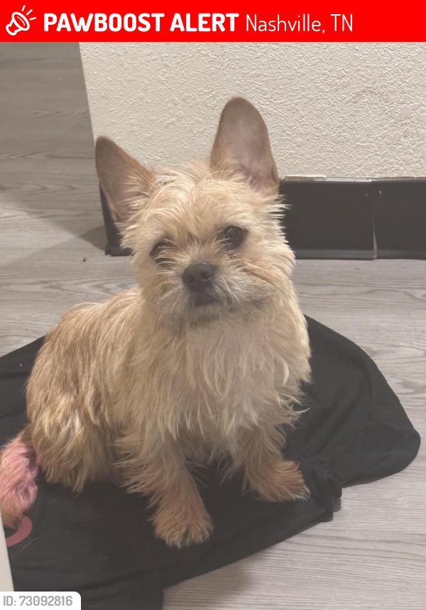 Lost Female Dog last seen Near Swiss Ave, Nashville, TN 37211