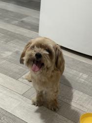 Found/Stray Male Dog last seen Sylvania & finley st, Fort Worth, TX 76111