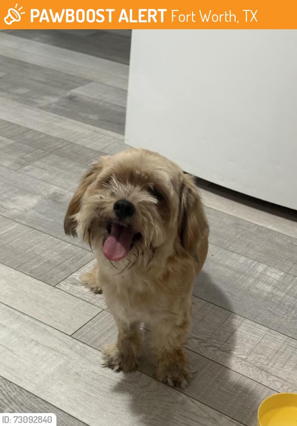 Found/Stray Male Dog last seen Sylvania & finley st, Fort Worth, TX 76111