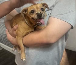 Found/Stray Female Dog last seen Rialto and n west, Fresno, CA 93705