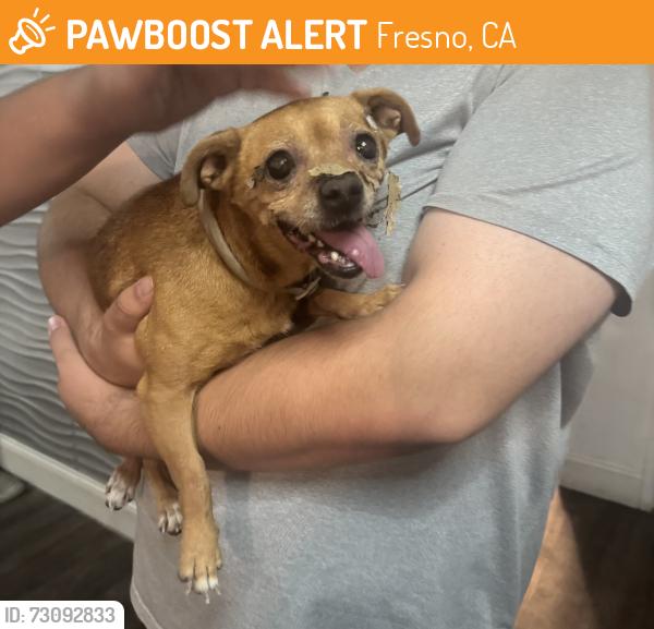 Found/Stray Female Dog last seen Rialto and n west, Fresno, CA 93705