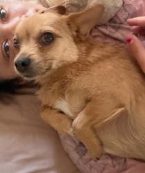 Lost Female Dog last seen 64th, Inglewood, CA 90302