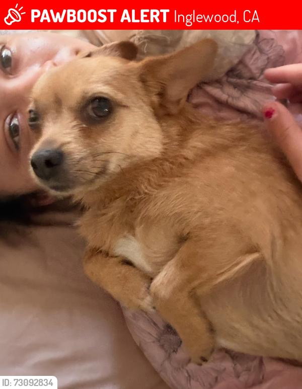 Lost Female Dog last seen 64th, Inglewood, CA 90302