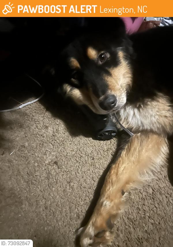 Found/Stray Male Dog last seen Dollar general on talbert, Lexington, NC 27292