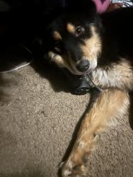 Found/Stray Male Dog last seen Dollar general on talbert, Lexington, NC 27292