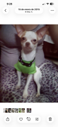 Lost Male Dog last seen Lincoln park west allis, West Allis, WI 53214