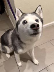 Reunited Female Dog last seen Pomeroy Ave x Benton Street (Pomeroy West Complex), Santa Clara, CA 95051