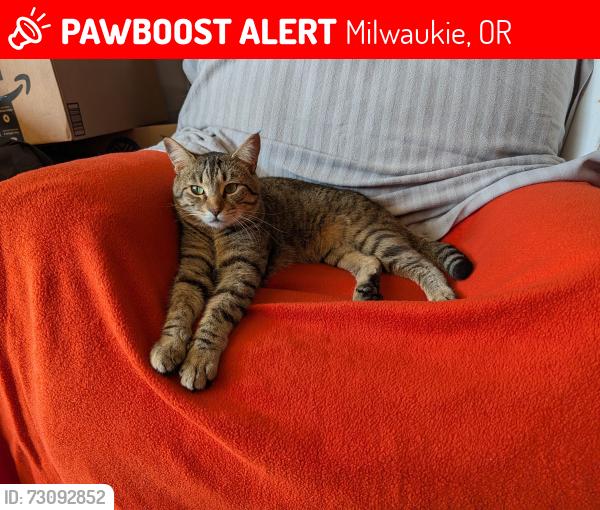 Lost Male Cat last seen Oatfield and View Acres, Milwaukie, OR 97267
