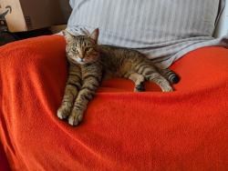 Lost Male Cat last seen Oatfield and View Acres, Milwaukie, OR 97267