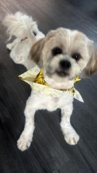 Lost Male Dog last seen Near Sea Biscuit Dr Del Valle, TX  78617 Estados Unidos, Austin, TX 78617