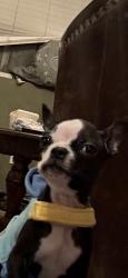 Reunited Female Dog last seen Near N Idyllwild Ave, Rialto, CA 92376, USA, Rialto, CA 92376