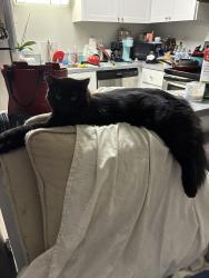 Lost Male Cat last seen Rolling creek apmts 7117 NE 13th, C15 Vancouver WA, Vancouver, WA 98665