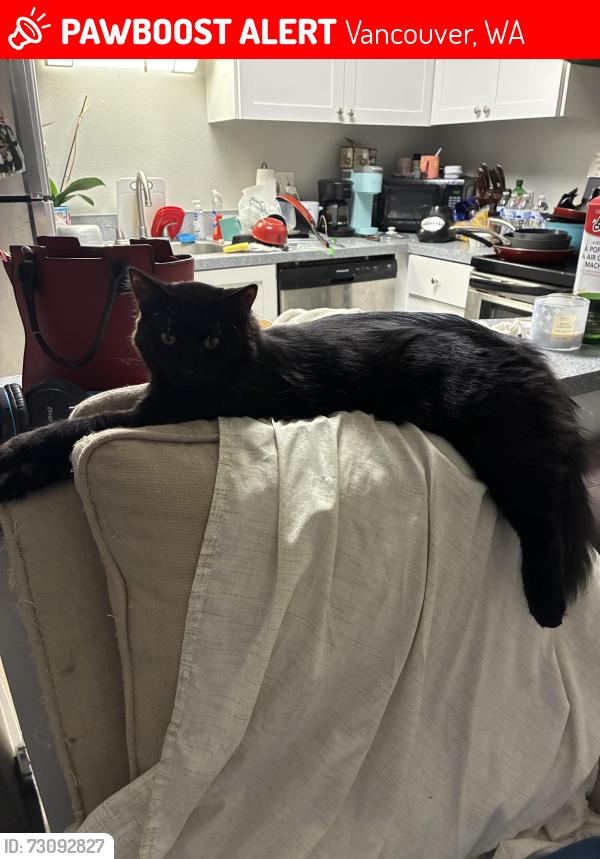Lost Male Cat last seen Rolling creek apmts 7117 NE 13th, C15 Vancouver WA, Vancouver, WA 98665