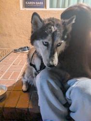 Found/Stray Unknown Dog last seen Herrick and Astoria, Los Angeles, CA 91342