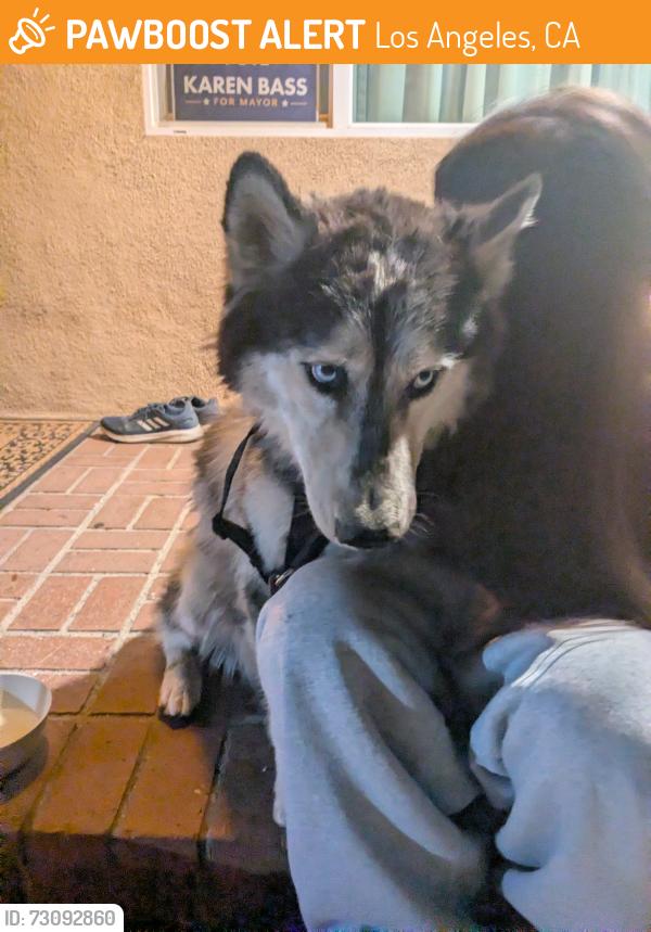 Found/Stray Unknown Dog last seen Herrick and Astoria, Los Angeles, CA 91342